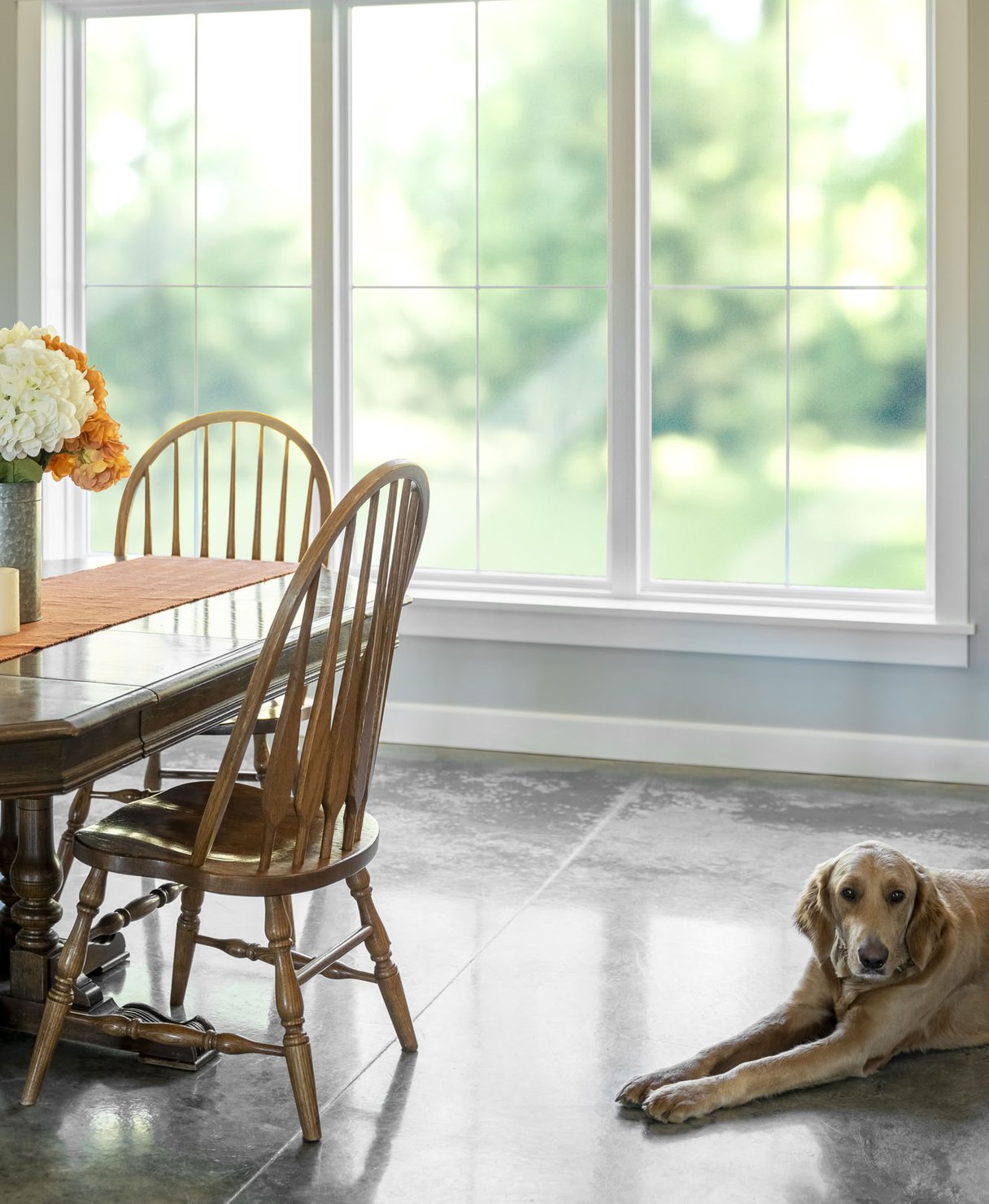 Golden retriever resting by large windows in bright room.